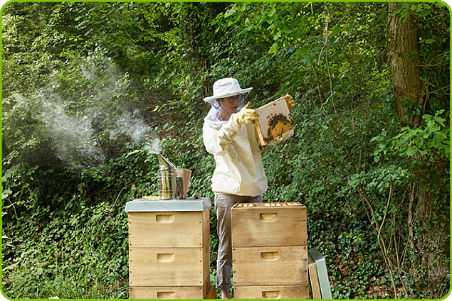 Medice und die Bienen